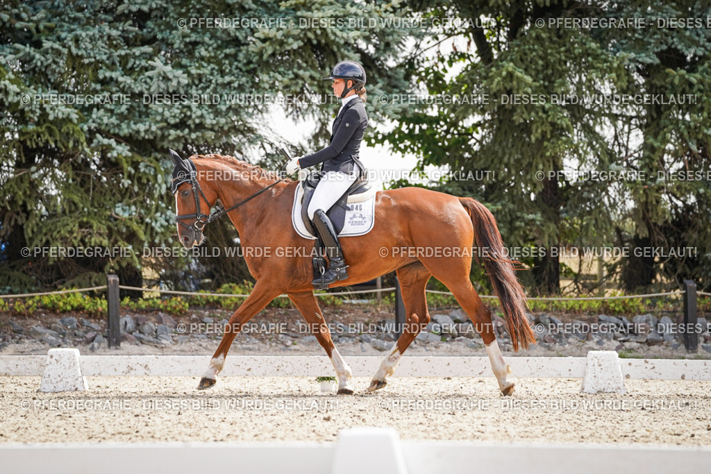 DSC08551 | Pferdegrafie