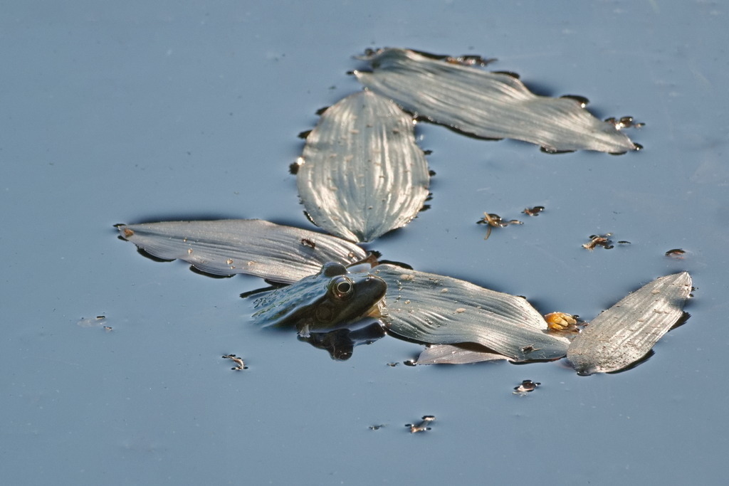 Frosch auf silbernen Blättern | Der Kopf eines Frosches erscheint an einem der fünf Blätter auf dem Teich. - Realisiert mit Pictrs.com