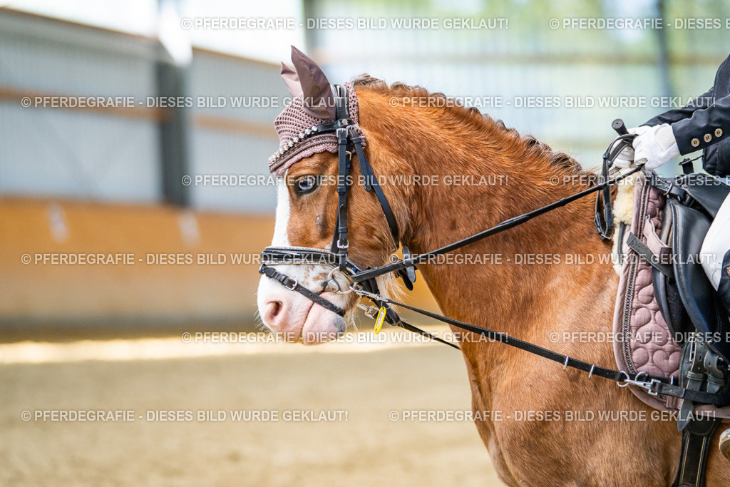 DSC02795 | Pferdegrafie