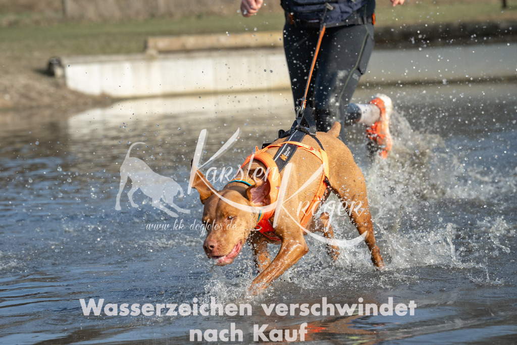 1531_ZZ91933 | kk-dogfotos