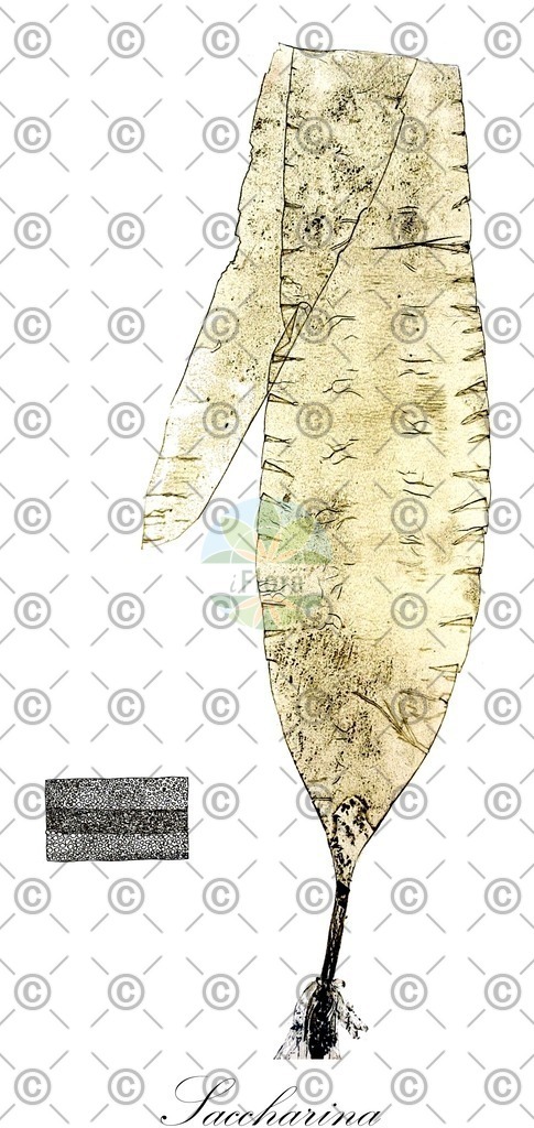 HistAbb_wfo-0000896796_1_ENZY_Simple | Historische Abbildung von Saccharina - Laminariaceae (0) | Historical Illustration of Saccharina - Laminariaceae (0)