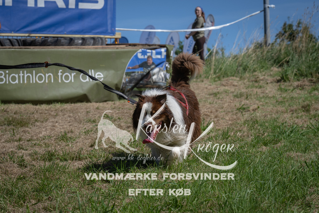 1208_ZZ94150 | kk-dogfotos