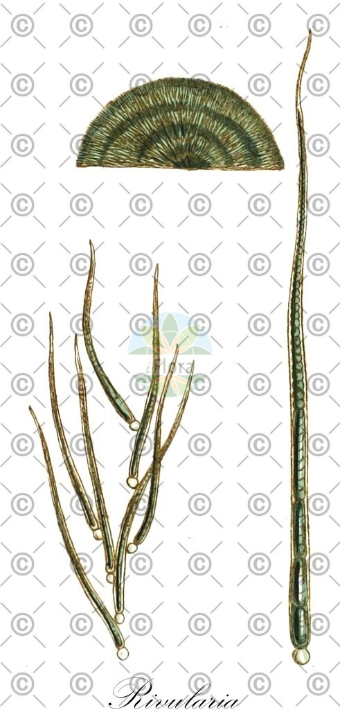 HistAbb_63RRM_3_ENZY_Simple | Historische Abbildung von Rivularia - Rivulariaceae (0) | Historical Illustration of Rivularia - Rivulariaceae (0)