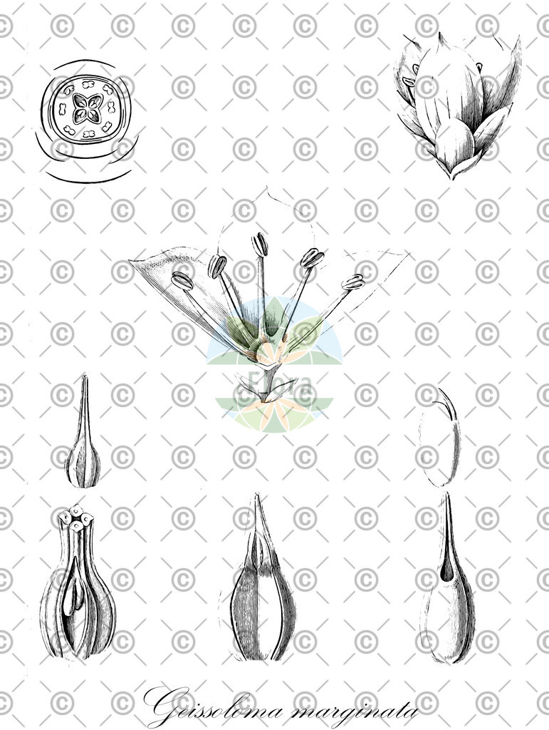 HistAbb_wfo-0000789028_1_ENZY_Simple | Historische Abbildung von Geissoloma marginata - Geissolomataceae | Historical Illustration of Geissoloma marginata - Geissolomataceae