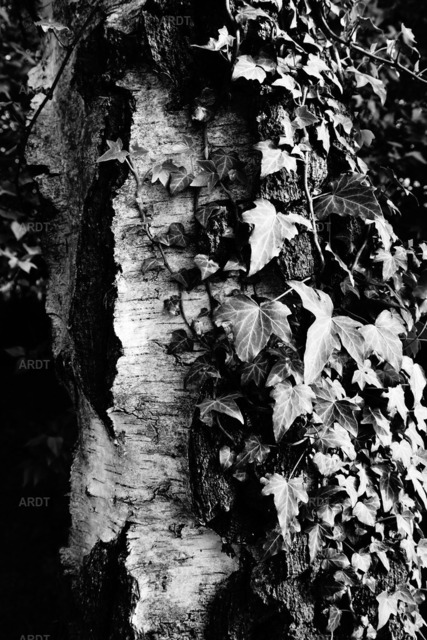 Landschaft und Natur ohne Farbe 4 | Birke mit Efeu bewachsen