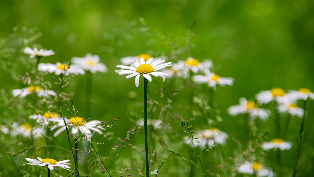 Margeritenwiese im Nordschwarzwald | Exotische Blumen in verrückten Farben oder eine wilde Wiese mit lauter Margeriten? Ich habe meine Wahl getroffen und würde mich immer wieder so entscheiden. - Realisiert mit Pictrs.com
