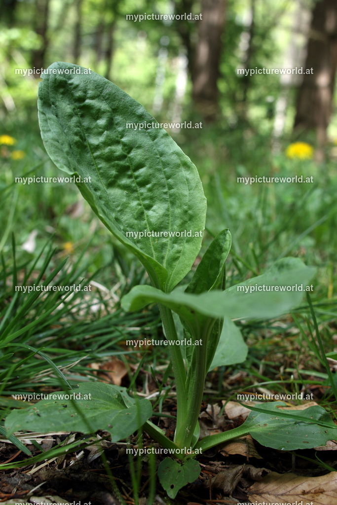 Breitwegerich-003 | Das Bilderarchiv über Tiere, Planzen und Landschaften. In der Bilddatenbank finden Sie ein große Auswahl an hochwertigen Bilder für Ihre Werbung - Realisiert mit Pictrs.com