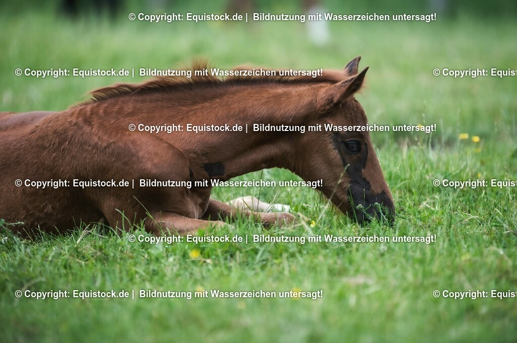 20210617_Fohlen_0304 | Foto: Thomas Hartig