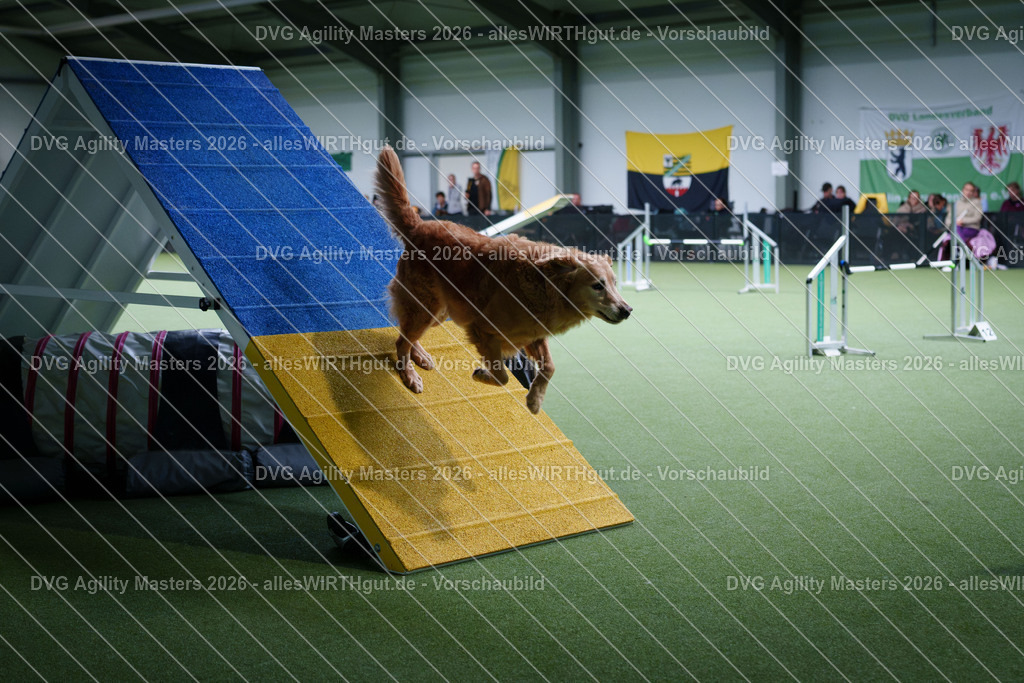 allesWIRTHgut_Tierfotografie-DVG_Agility_Masters_2026-12_42-7R502758 | Professionelle Tierfotografie in Mönchengladbach von Daniel Wirth (allesWIRTHgut). Liebevolle & natürliche Bilder von Hunden & Katzen für unvergessliche Erinnerungen.