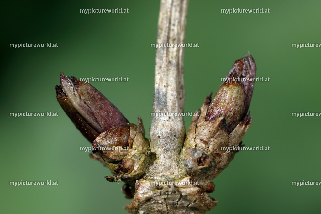 Schwarzer Holunder-018 | Das Bilderarchiv über Tiere, Planzen und Landschaften. In der Bilddatenbank finden Sie ein große Auswahl an hochwertigen Bilder für Ihre Werbung - Realisiert mit Pictrs.com