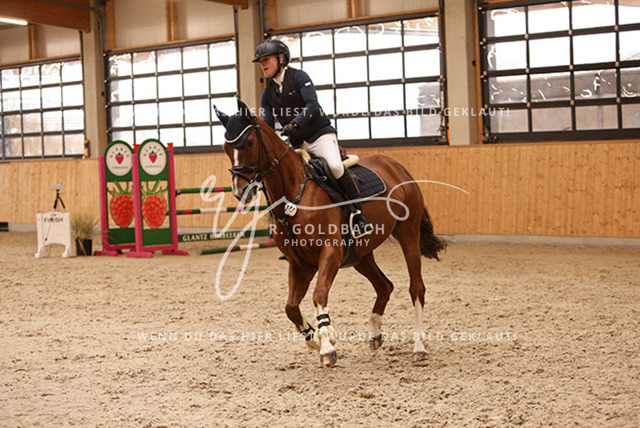 1J2A4387Francie Siegmund_ Heidi 682_ Kn277_ Hohen Wieschendorf_ Glantz | Foto- und Videografie für alles rund ums Pferd. Hochwertige Bilder und Videos vom Spring- und Dressurreiten, Voltigieren & mehr. Jetzt aktuelle Veranstaltungen und Preise im Shop ansehen. - Realisiert mit Pictrs.com