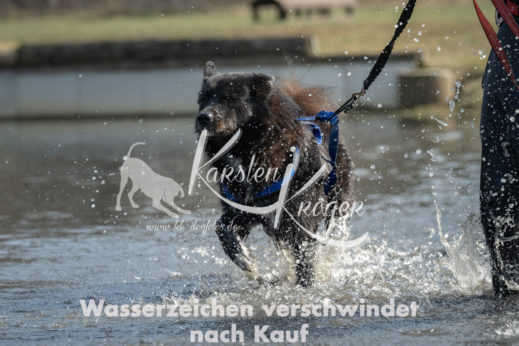1233_ZZ90459 | kk-dogfotos