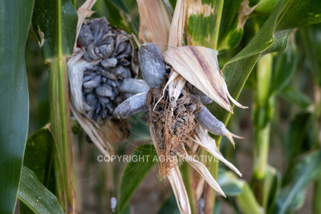 20220829-DSCF2929 | Pizerkrankung im Mais - Realisiert mit Pictrs.com