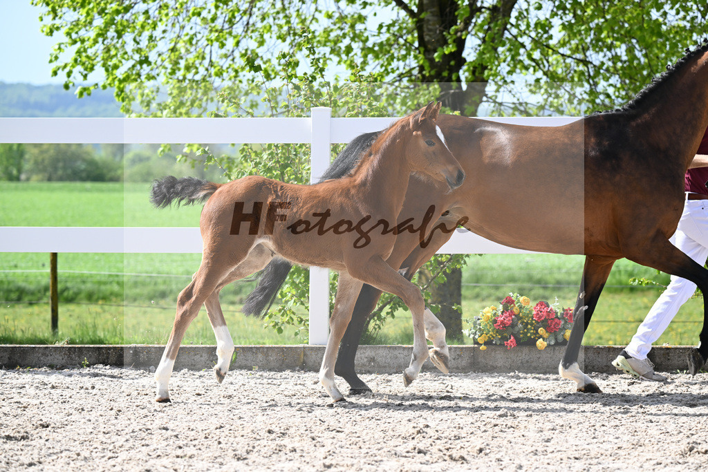 Kat-Nr. 10 SF Just Diamond x Dimaggio_von Unger_23260286 | hf-fotografie - Realizzato con Pictrs.com