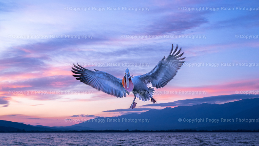 Pelikane_2024_3. Tag_abends_groß-48 | PeggyRaschPhotography - Realisiert mit Pictrs.com