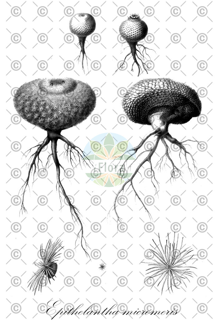 HistAbb_wfo-0001319055_1_ENZY_Simple | Historische Abbildung von Epithelantha micromeris - Cactaceae | Historical Illustration of Epithelantha micromeris - Cactaceae