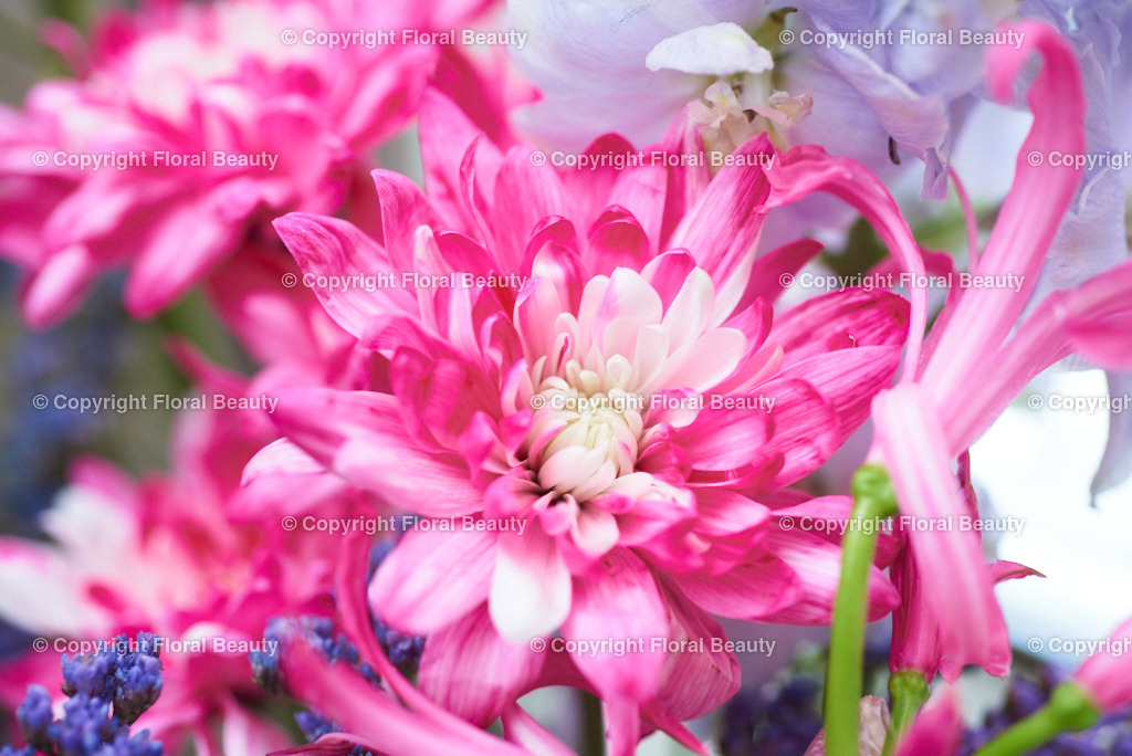 Pinker Strauß am Fenster | pinke und violette Blumen auf shabby Fensterbank - Realisiert mit Pictrs.com