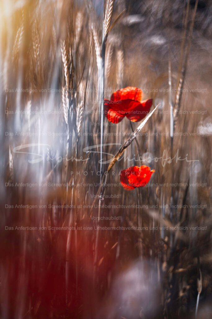 Mohnblüten am Feldrand | People- und Tierfotografie, Imageaufnahmen, Veranstaltungsfotografie und Wandbilder aus der Natur ★ Made in Germany ✔️ Druck + Downloads ✔️ Naturfotografie in Top Qualität ★ schneller Versand, weltweite Lieferung! - Realisiert mit Pictrs.com