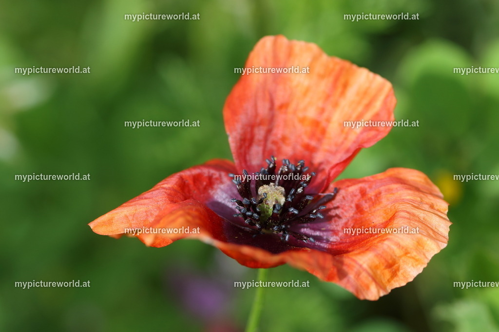 Apulien-Mohn-001 | Das Bilderarchiv über Tiere, Planzen und Landschaften. In der Bilddatenbank finden Sie ein große Auswahl an hochwertigen Bilder für Ihre Werbung - Realisiert mit Pictrs.com