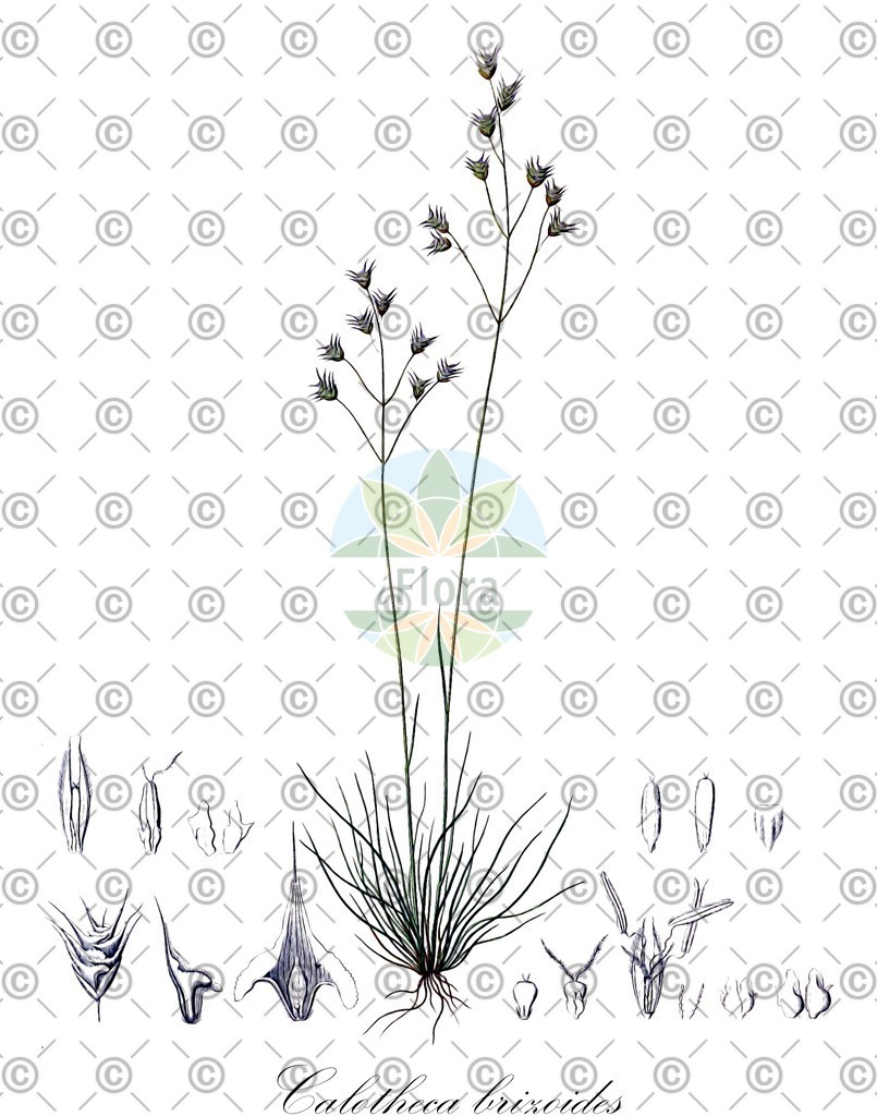 HistAbb_3FYV_1_ENZY_Simple | Historische Abbildung von Calotheca brizoides - Poaceae | Historical Illustration of Calotheca brizoides - Poaceae