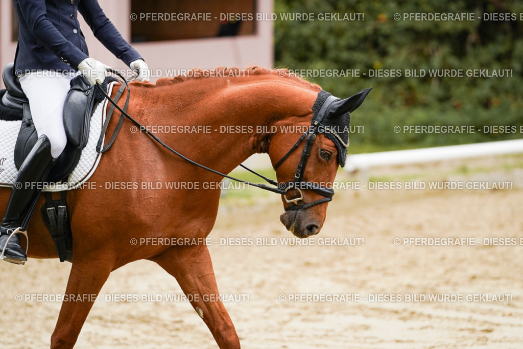 DSC09926 | Pferdegrafie