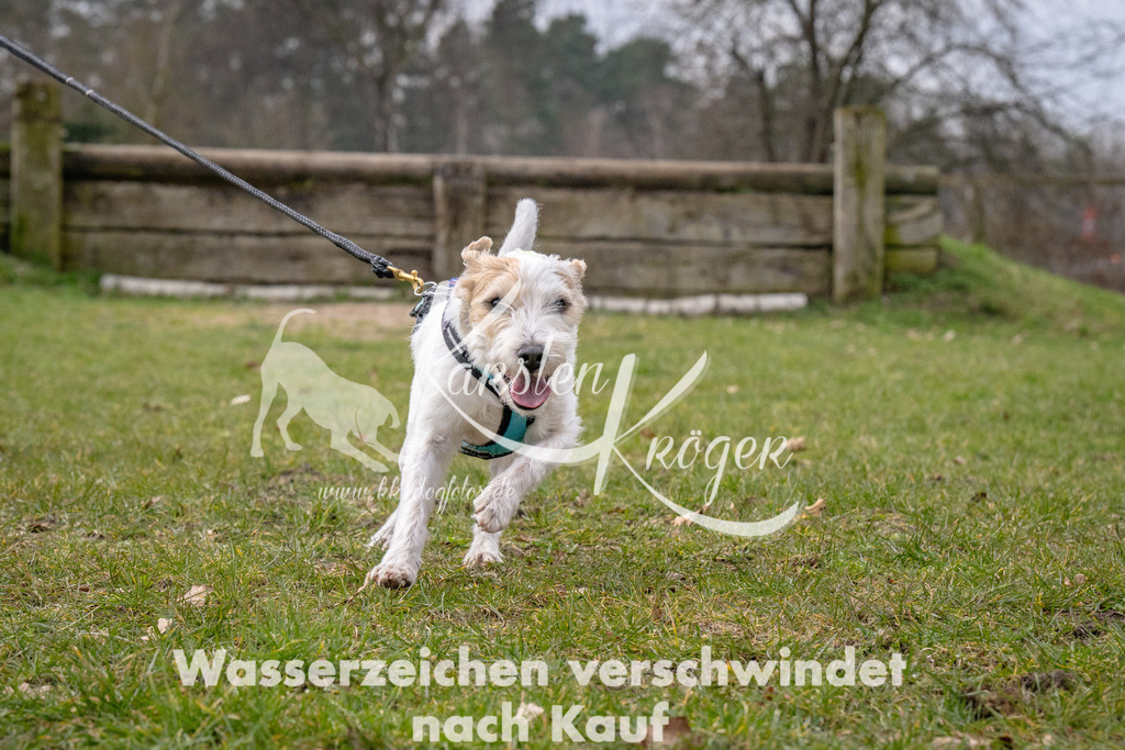 _ZZ92058 | kk-dogfotos