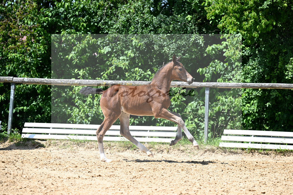 Kat-Nr. 15 Vjento x Dantano_HF_Wiedemann_16250396 | hf-fotografie - Realisiert mit Pictrs.com