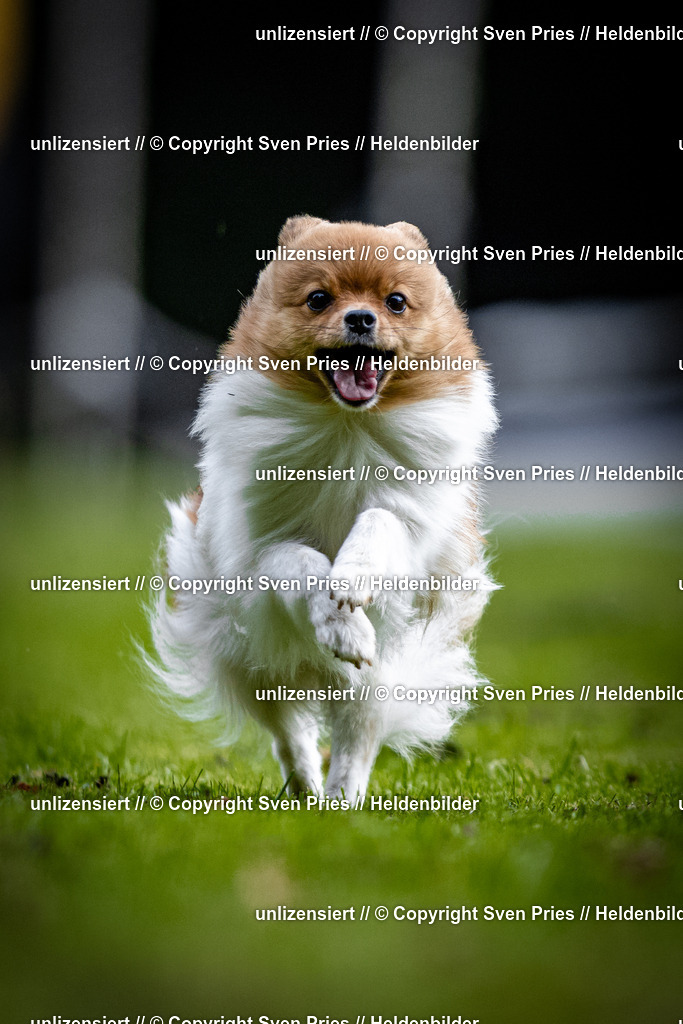 Sven Pries | 2025-10-03 - Hunderennen Obergrombach - Realisiert mit Pictrs.com