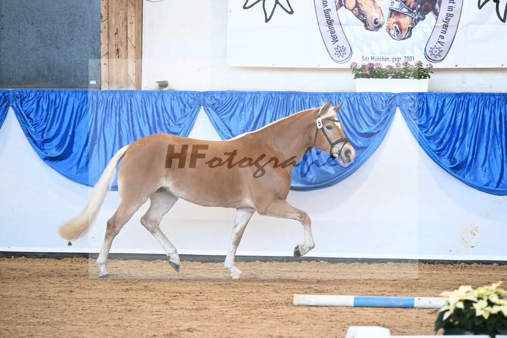 Bl. Band Kat-Nr. 5 Malu v. Bugatti_Schwarz_48241091 | hf-fotografie - Realisiert mit Pictrs.com