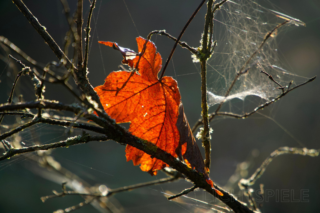 Blatt | Blatt im Gegenlicht - Realisiert mit Pictrs.com