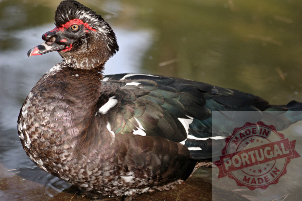 Muscovy duck standing in water looking alert | Muscovy duck with distinctive red caruncles standing in shallow water - Realisiert mit Pictrs.com