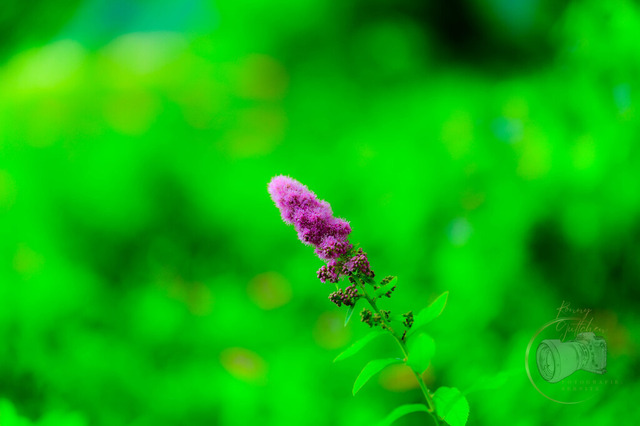 _DSC1478 | Shop für Prints Landschaftsfotografie Sächsische Schweiz Naturfotografie in Thüringen Fotos vom Findlingspark Nochten Kloster Sankt Marienstern Bilder Festung Königstein PanoramaRhododendronpark Kromlau FotogalerSchleswig-Holstein Küstenlandschaften