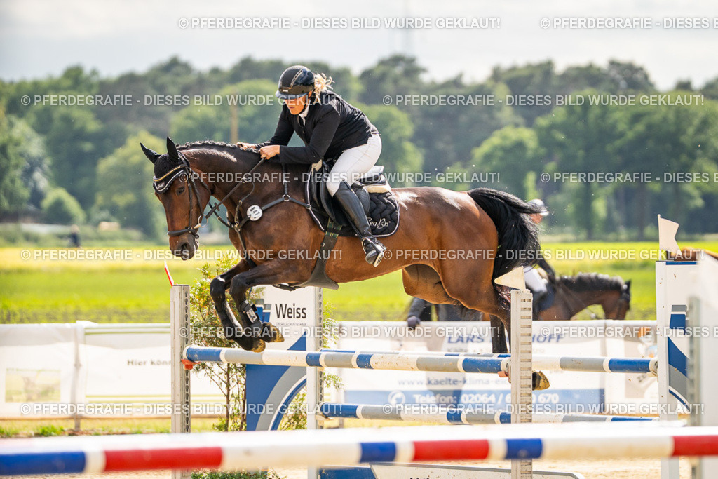 DSC05951 | Pferdegrafie