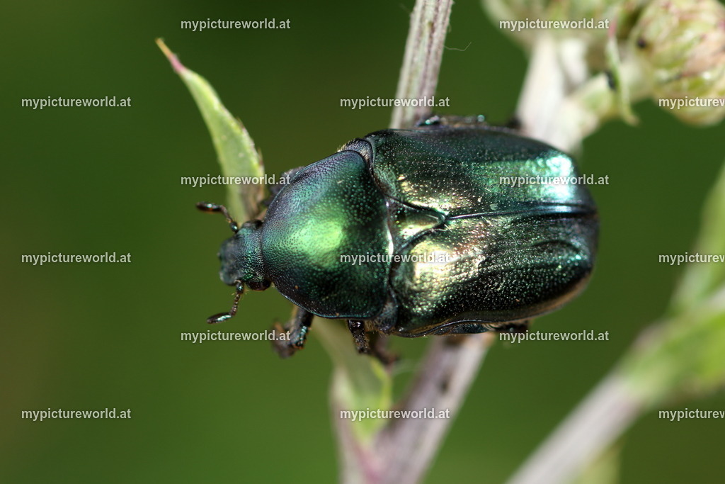 Protaetia angustata-007 | Das Bilderarchiv über Tiere, Planzen und Landschaften. In der Bilddatenbank finden Sie ein große Auswahl an hochwertigen Bilder für Ihre Werbung - Realisiert mit Pictrs.com