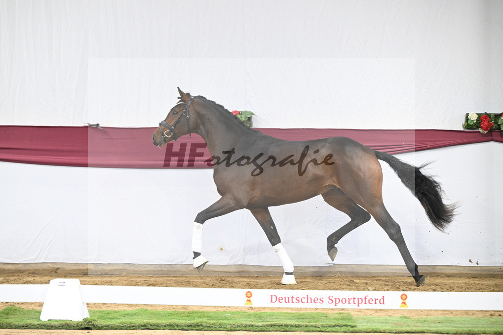 Kat-Nr. 30 Federer x Laomedon_Schulze Averdiek Sportpferde und Aufzucht GbR_47250971 | hf-fotografie - Realisiert mit Pictrs.com