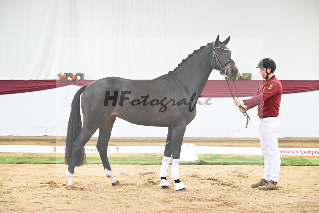 Kat-Nr. 14 Feliciano x Quaterback_Martina Breitner-Roetzer_47250244 | hf-fotografie - Realisiert mit Pictrs.com