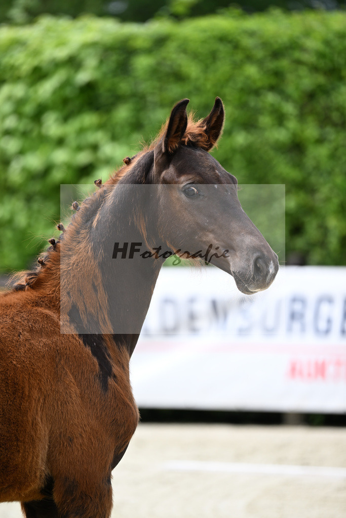 Kat-Nr. 1 Bonds x Antango_Fink_25240140 | hf-fotografie - Realisiert mit Pictrs.com