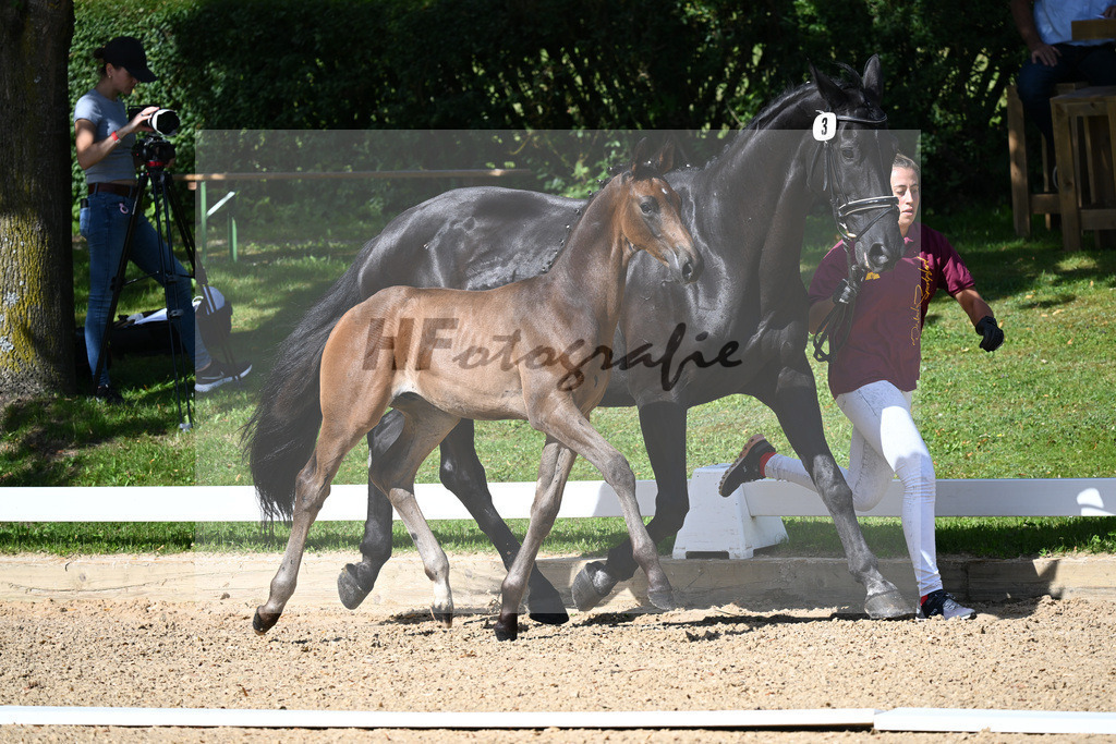 Kat-Nr. 3 HF Montgomery x Hotline_Mayer_27230071 | hf-fotografie - Realisiert mit Pictrs.com