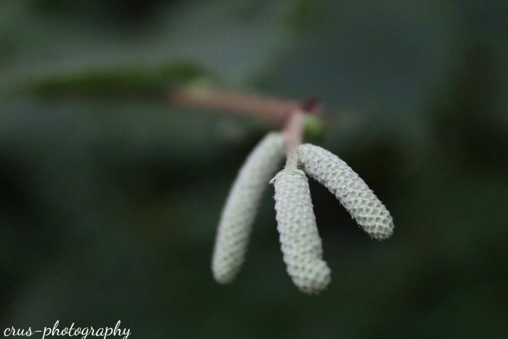 1694334472479 | crus-photography