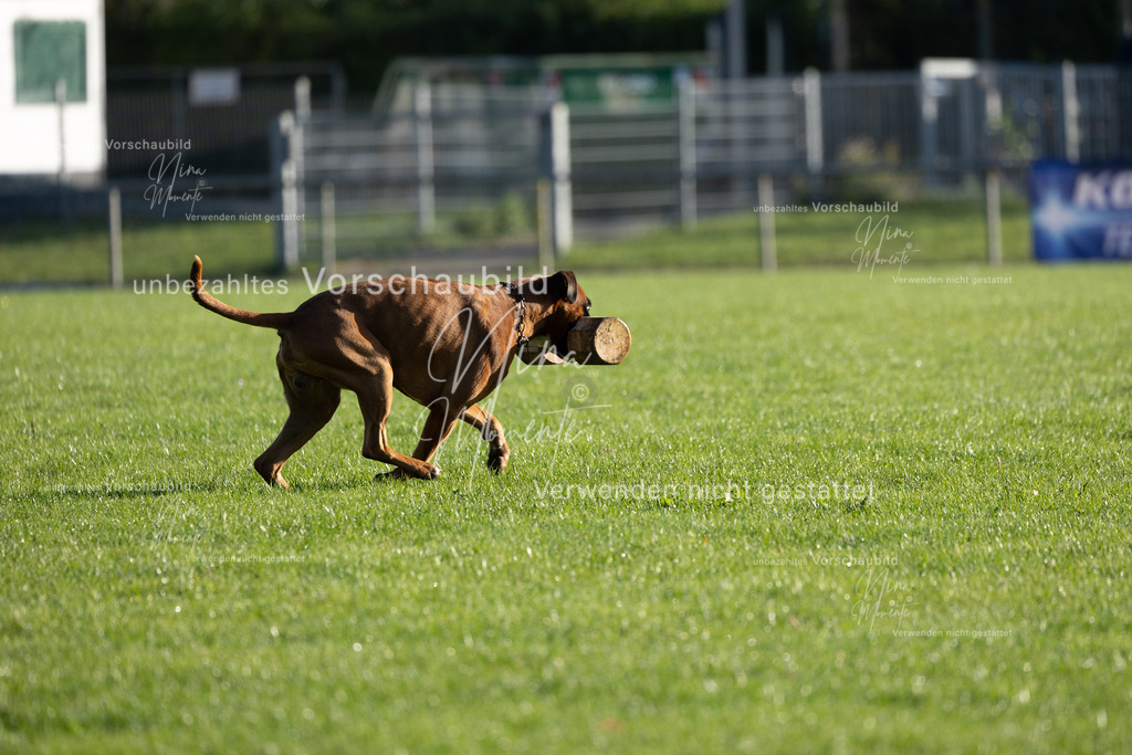 _16A6272 | Einzigartige Fotos von Hunden & Menschen –Actionfotos, Portraits, Vereinsaufnahmen & Paarshootings – authentisch, lebendig & mit Herz.