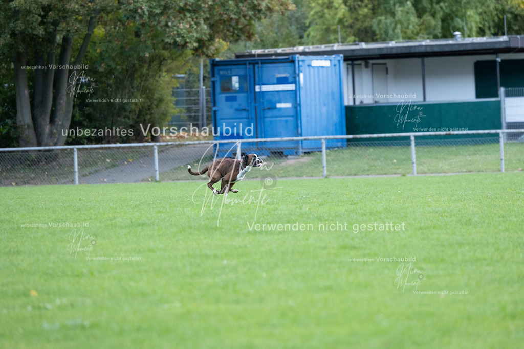_16A4639 | Einzigartige Fotos von Hunden & Menschen –Actionfotos, Portraits, Vereinsaufnahmen & Paarshootings – authentisch, lebendig & mit Herz.
