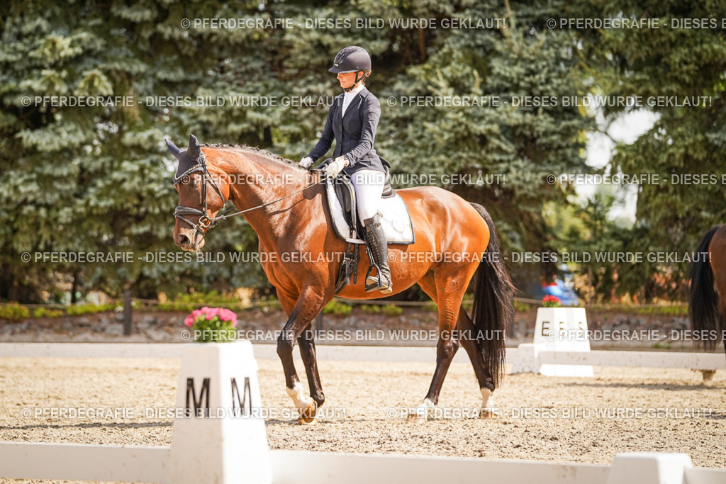 DSC01188 | Pferdegrafie