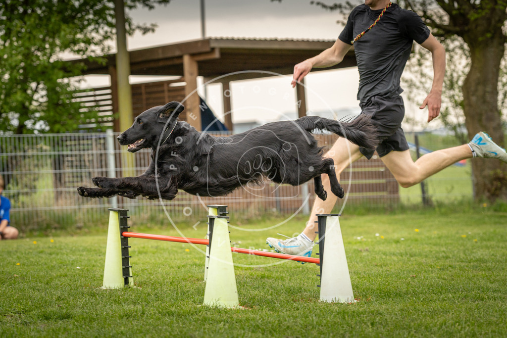 Pfotenfotografie_DV3A1281 | Hundefotografie, Tierfotograf, Pfotenfotografie, Fotoshooting Hund, Hunde Portrait, Hundesport, Hundeportraits, Heideshooting, Hunde, Sportfotograf, Hundefotograf, Turnierhundsport, THS,  - Realisiert mit Pictrs.com