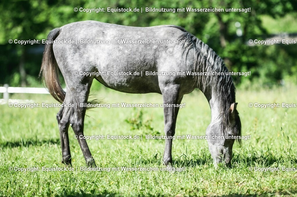 20210617_Araber_Marbach_Koppel_0007 | Foto: Thomas Hartig