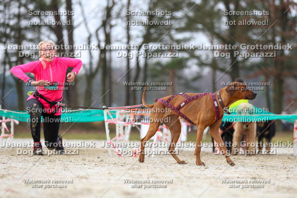 Dog Paparazzi - Strongdog North Mrz26-3725 | Dog Paparazzi Jeanette Grottendiek Fotografie & Videografie - Realisiert mit Pictrs.com