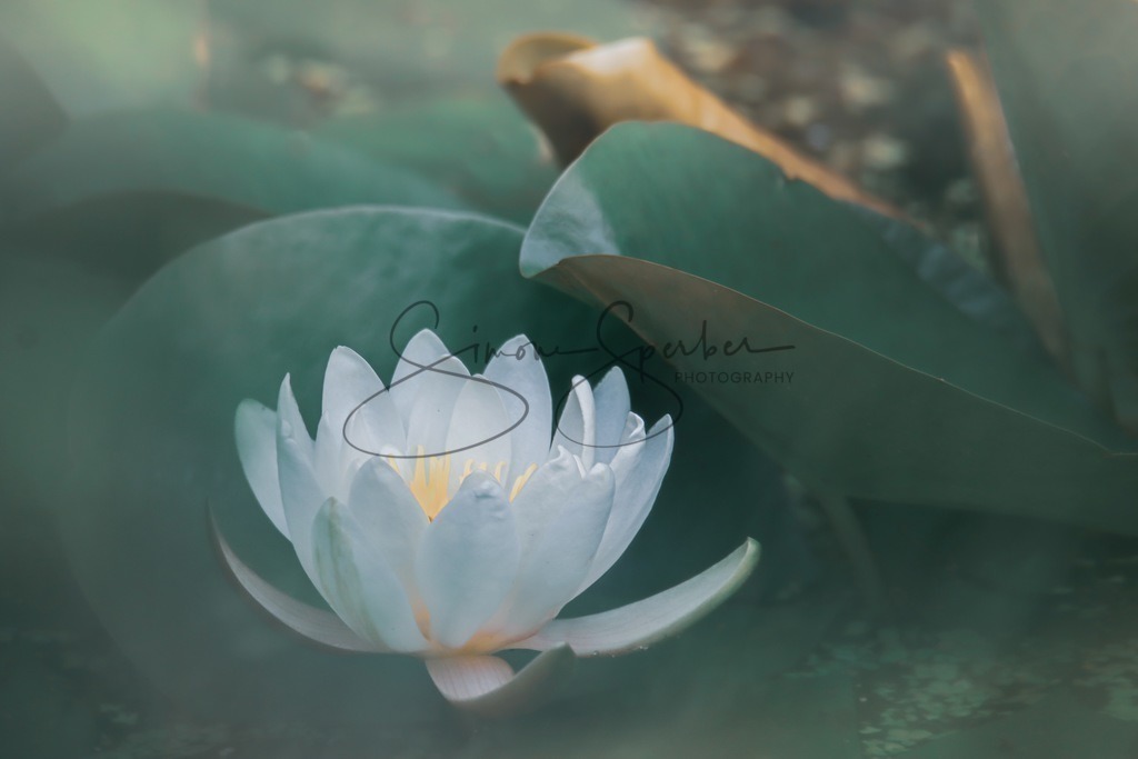 Seerose | Simone Sperber, svb-photography,Fotografin,Bilddesignerin,Naturfotografie,Macrofotografie,Tierfotografie,Wildtierfotografie,Ausstellungen,Auftragsfotografie,Kunst,Art,Photographer,Shootings,Bildberatbeitung,Galerie,Shop