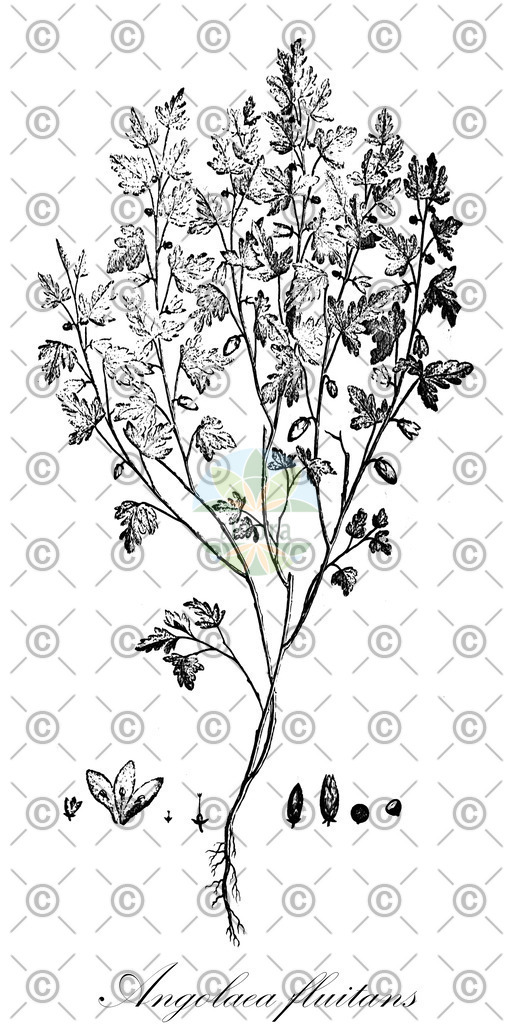 HistAbb_wfo-0000536542_493_ENZY_Simple | Historische Abbildung von Angolaea fluitans - Podostemaceae | Historical Illustration of Angolaea fluitans - Podostemaceae