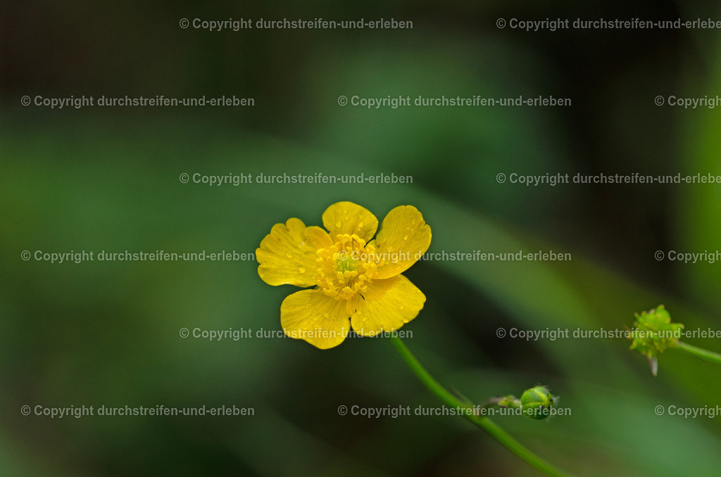 Scharfer Hahnenfuß | Ein Scharfer Hahnenfuß in voller Schönheit blüht als eine der letzten Blumen im Naturschutzgebiet Rieselfelder in Münster.  - Realisiert mit Pictrs.com