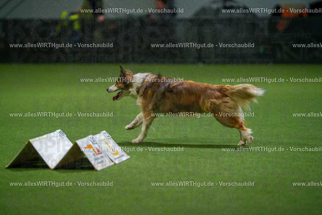 7R509748 | Professionelle Tierfotografie in Mönchengladbach von Daniel Wirth (allesWIRTHgut). Liebevolle & natürliche Bilder von Hunden & Katzen für unvergessliche Erinnerungen.