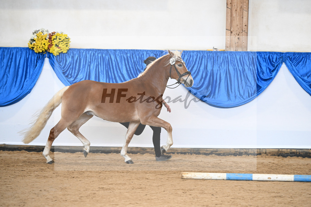 Kat-Nr. 30 Angeber SCH v. Andoro SCH_Schmid_48251108 | hf-fotografie - Realisiert mit Pictrs.com